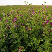 Thumbnail for Seminte Lucerna 50 g