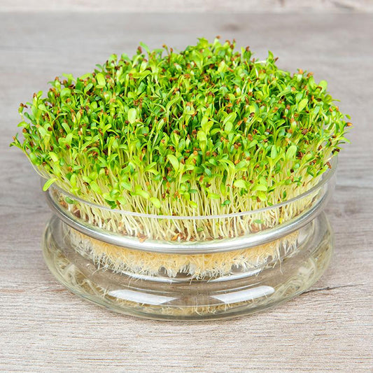Seminte pentru germinat Lucerna Bio 30g