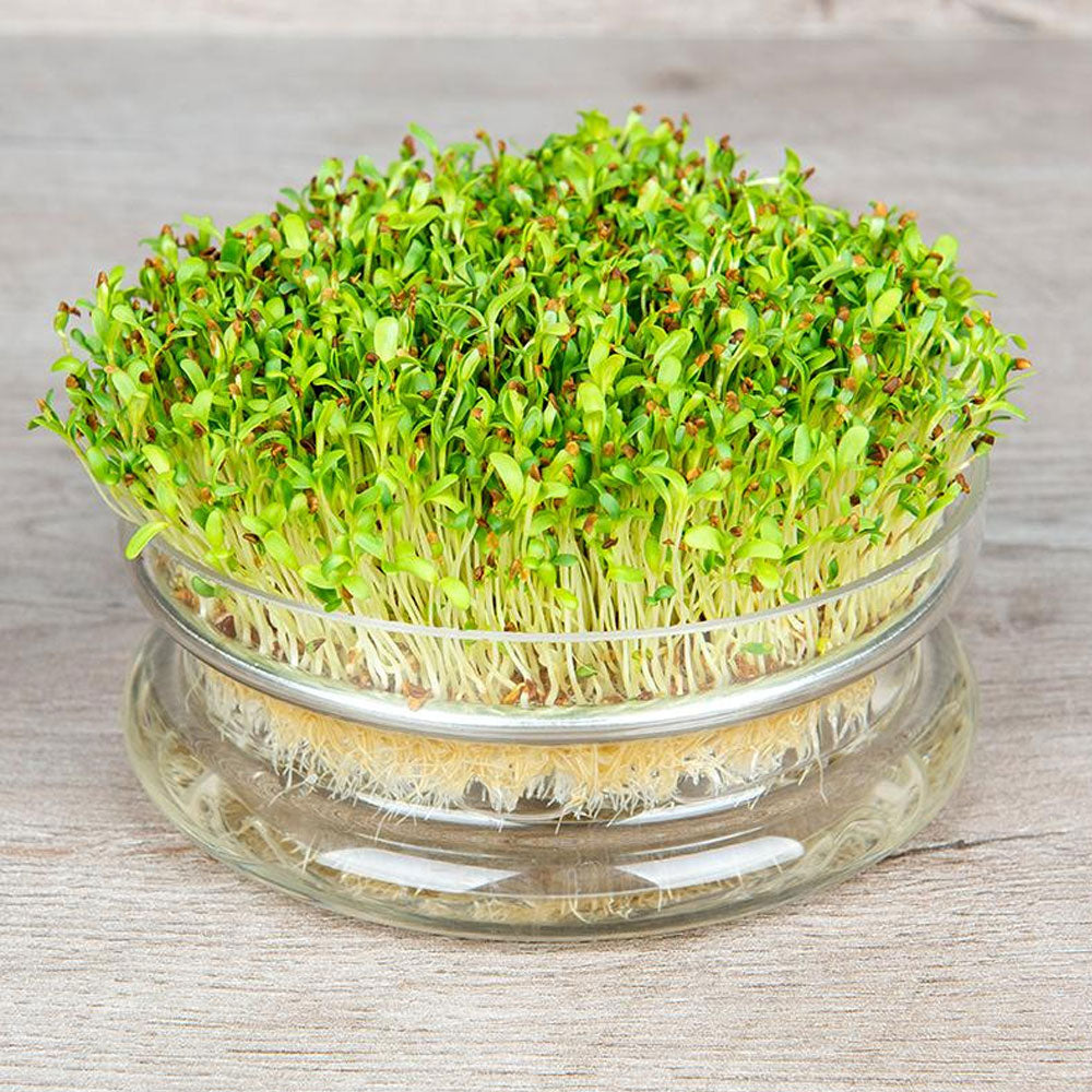 Seminte pentru germinat Lucerna Bio 30g