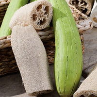 Thumbnail for Seminte Lufa 6sem