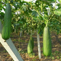 Thumbnail for Seminte Lufa 6sem