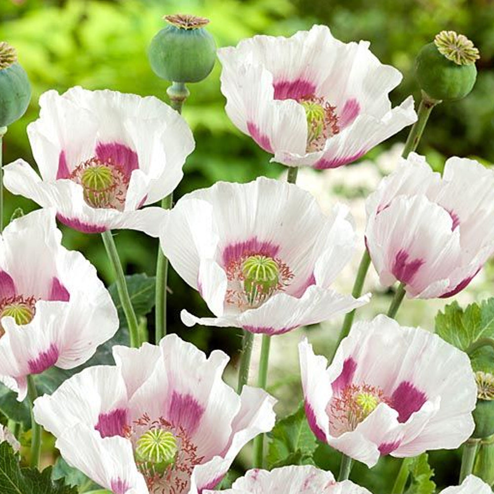 Seminte Mac de Primavara 2.5g