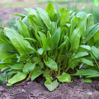 Thumbnail for Seminte Macris 2g