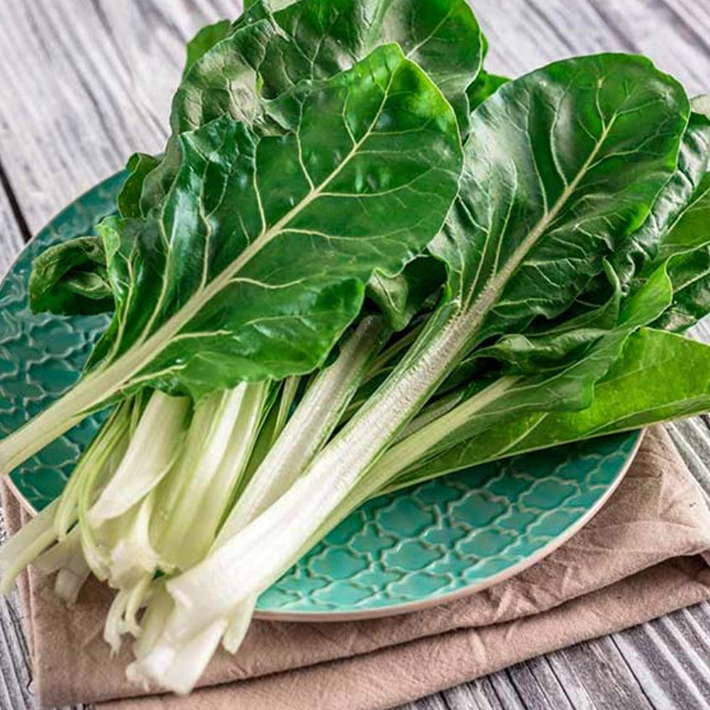 Seminte Mangold Lucullus 5g