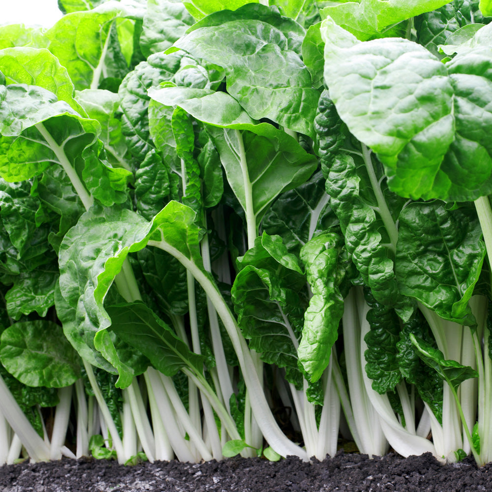 Seminte Mangold Lucullus 5g