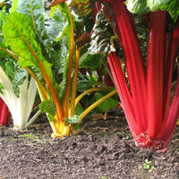 Thumbnail for Seminte Mangold mix 3g