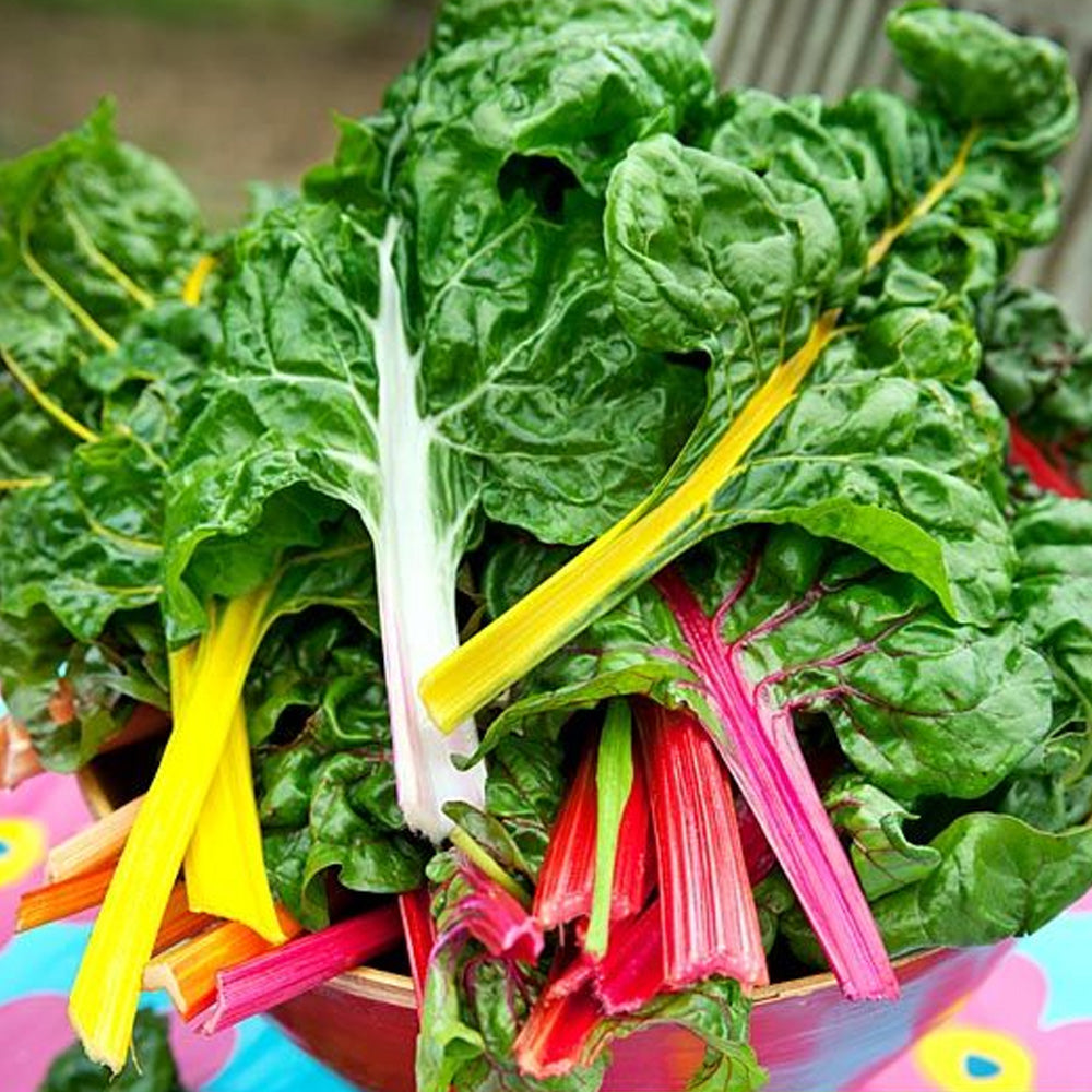 Seminte Mangold mix 3g