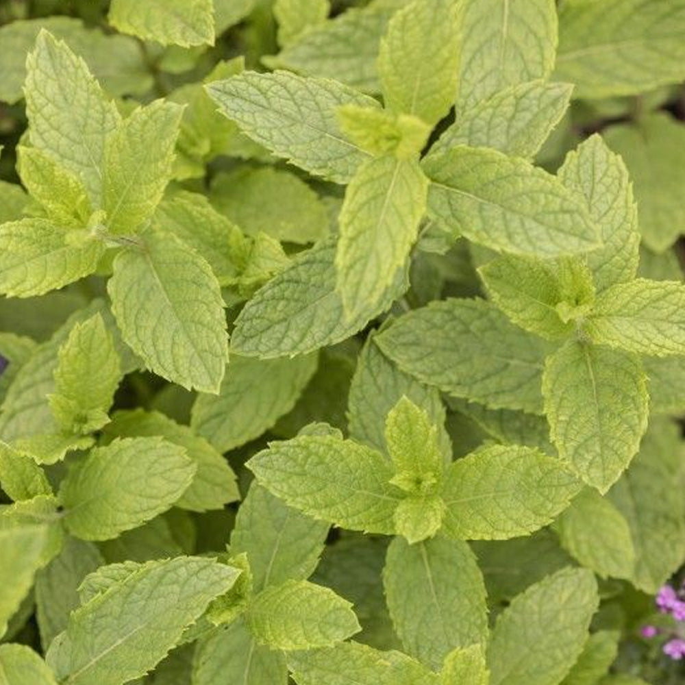 Seminte Menta Dulce 0.05g