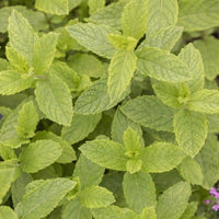 Thumbnail for Seminte Menta Dulce 0.05g