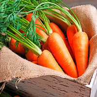 Thumbnail for Seminte Morcovi Chantenay Red Cored 50g