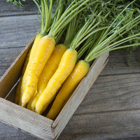 Thumbnail for Seminte Morcovi Lobbericher 4g