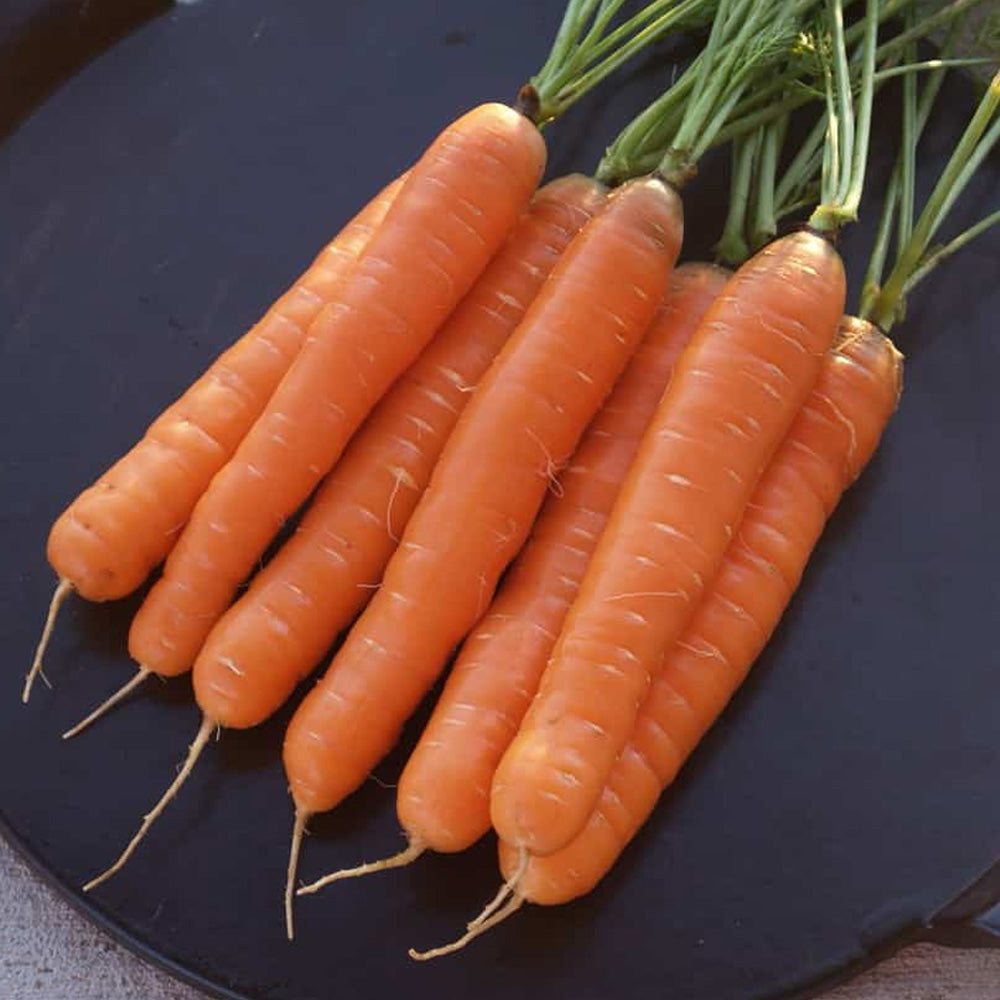 Seminte Morcovi Nantes (5g, 10g, 50g)