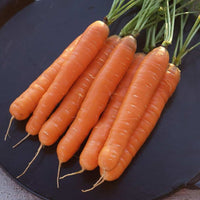 Thumbnail for Seminte Morcovi Nantes (5g, 10g, 50g)