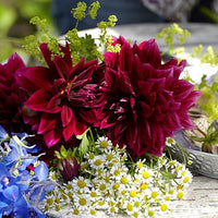 Thumbnail for Seminte Musetel 0.5g