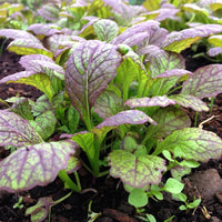 Thumbnail for Seminte Mustar Baby Leaf Red Gigant 4g