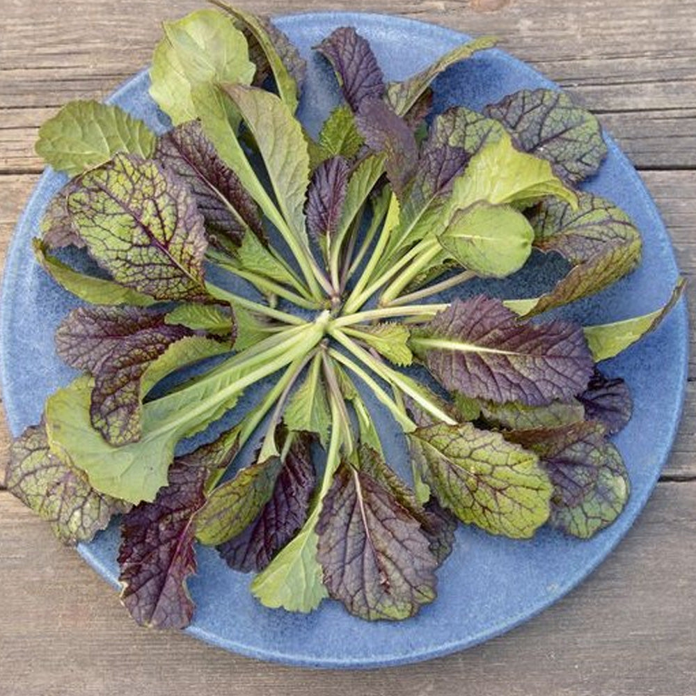 Seminte Mustar Baby Leaf Red Gigant 4g