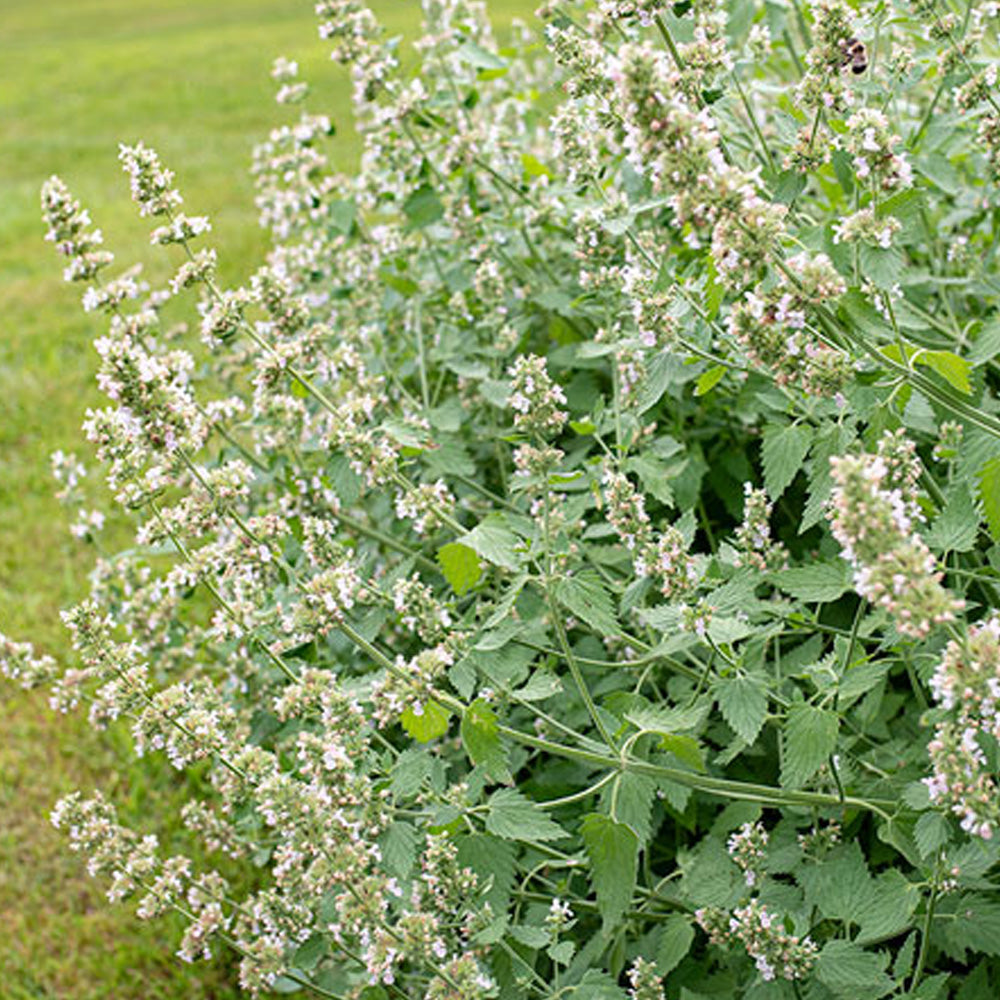 Seminte Nepeta 0.3g
