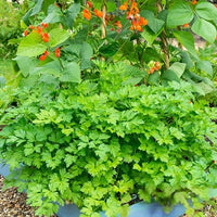 Thumbnail for Seminte Patrunjel de frunze neted 4g