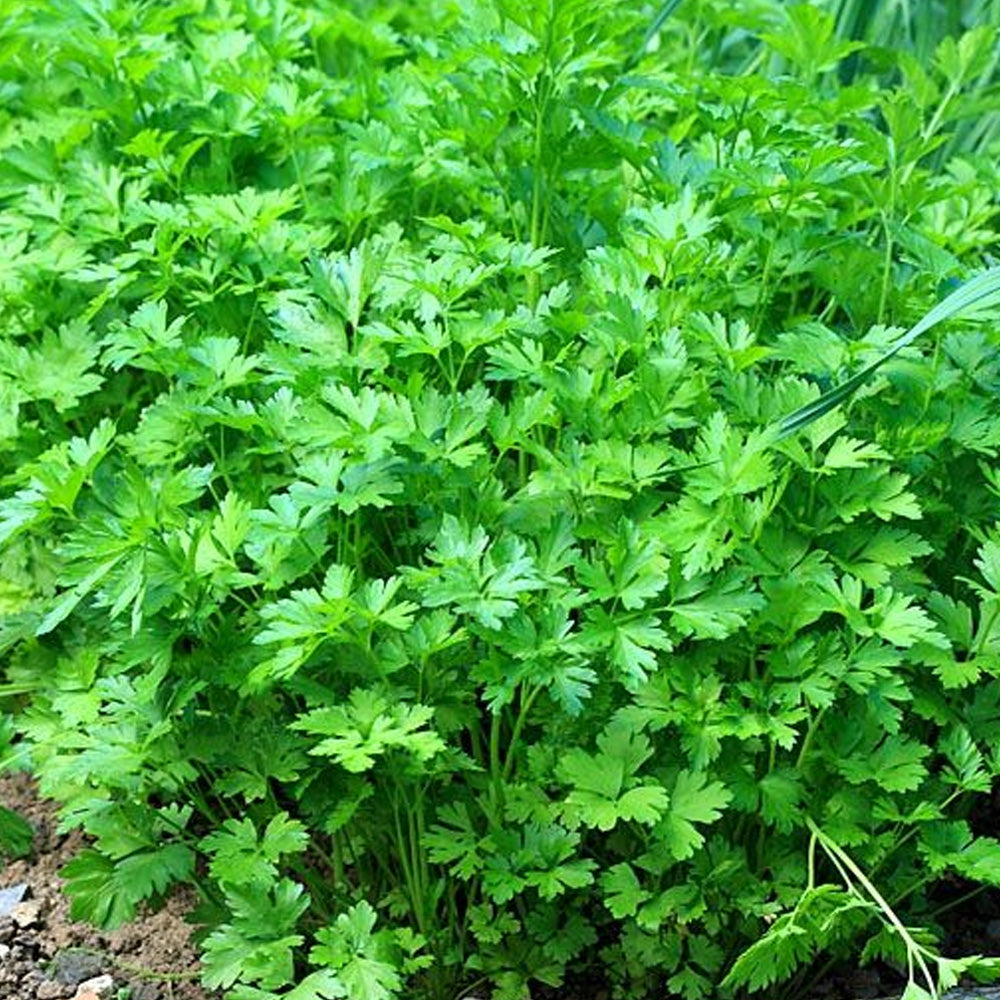 Seminte Patrunjel de frunze Commun 50g