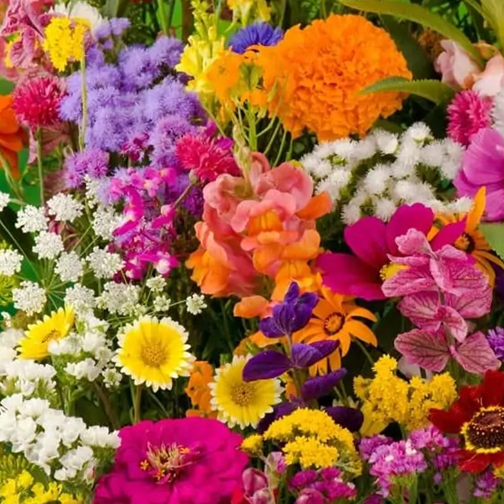 Seminte pe banda Covor de flori 3x1.33 m