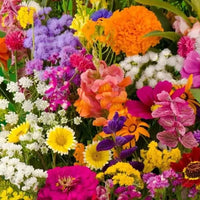 Thumbnail for Seminte pe banda Covor de flori 3x1.33 m