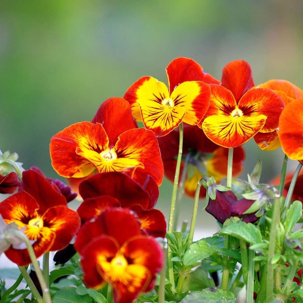 Seminte pe banda Pansele bordo si galben 3x1.67cm