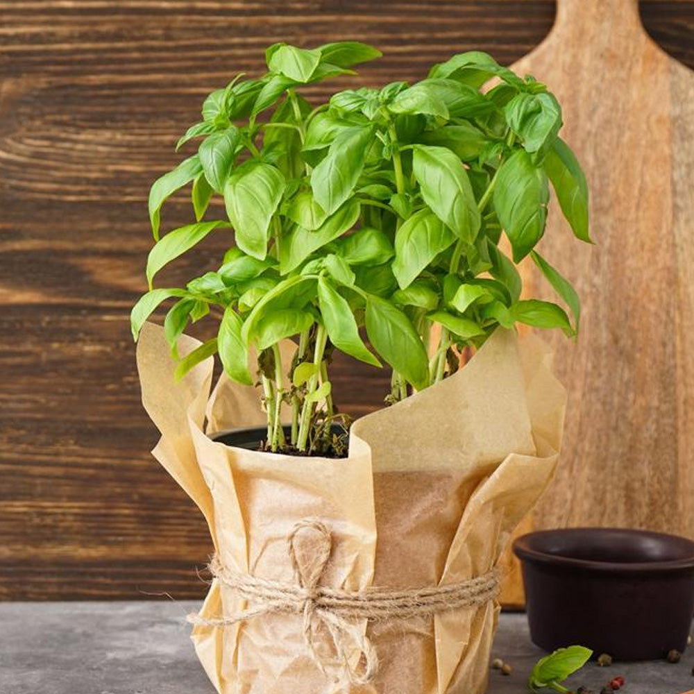 Seminte pe Disc Busuioc 2 discuri/pachet