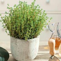 Thumbnail for Seminte pe Disc Cimbru 5 discuri/pachet