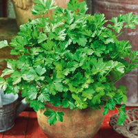 Thumbnail for Seminte pe Disc Patrunjel de frunze 2 discuri/pachet