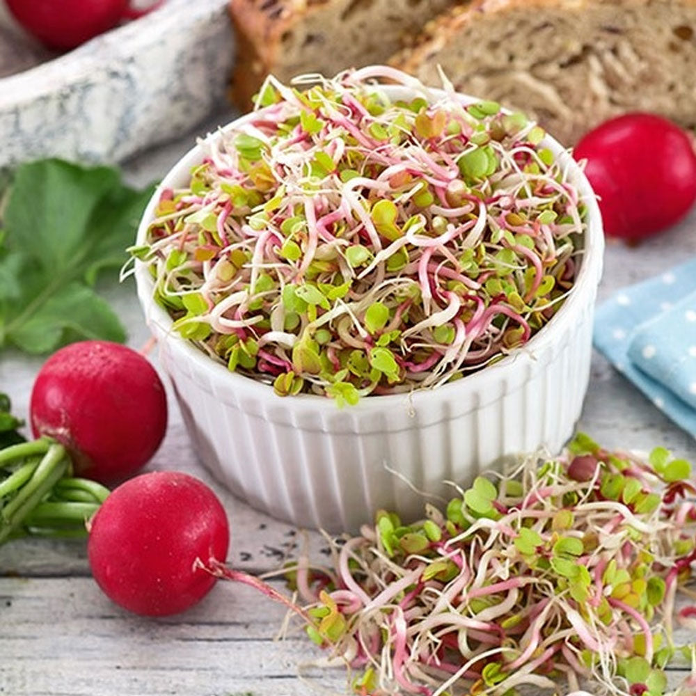 Seminte pentru germinat Ridichi Bio 30g