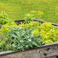 Thumbnail for Seminte Salvia 1g