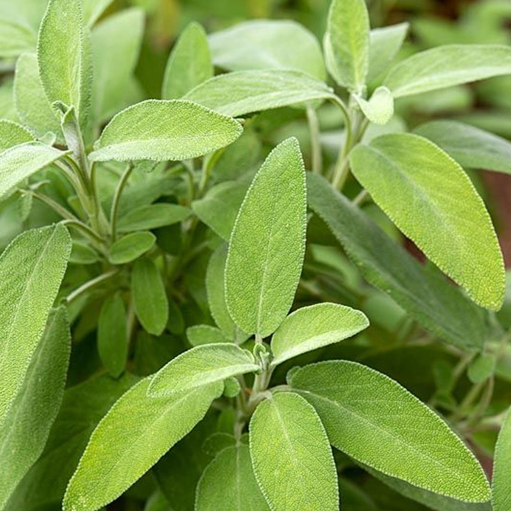 Seminte Salvia 0.4g