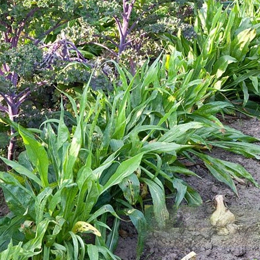 Seminte Scortonera 1g