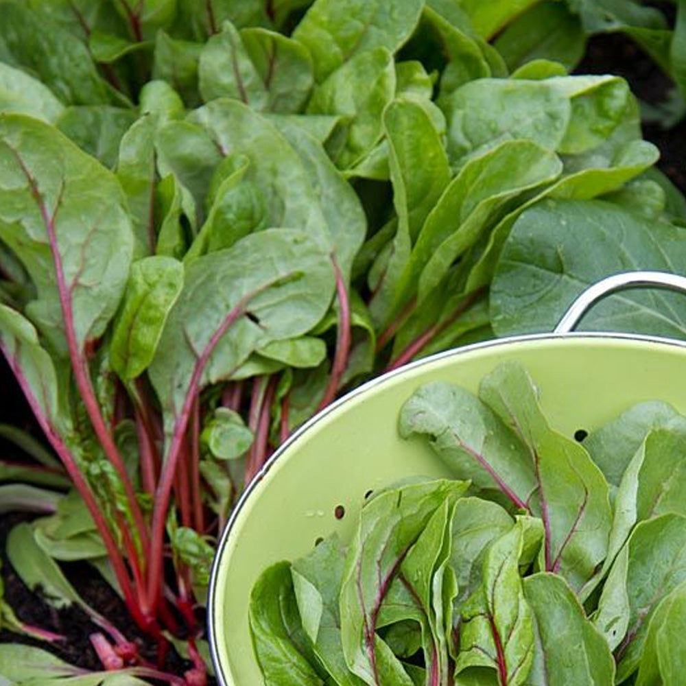 Seminte Sfecla de petiol Baby Leaf Mangold 4g