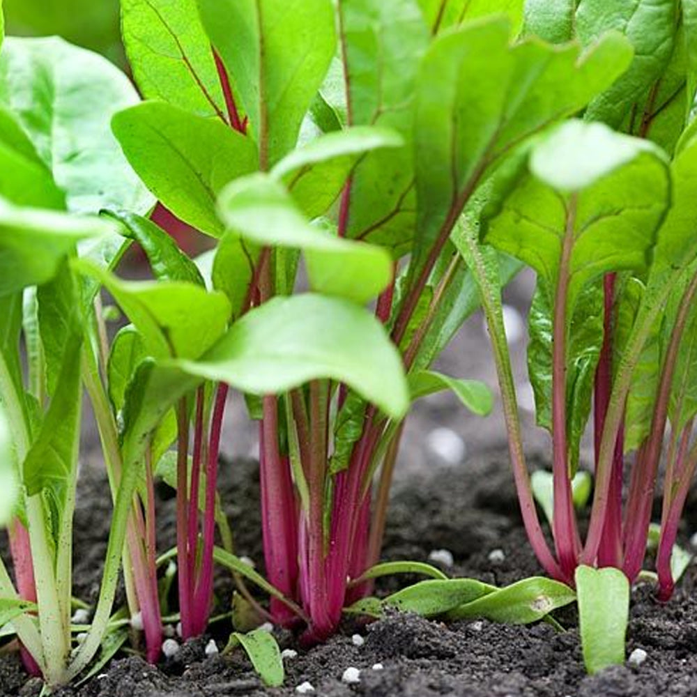 Seminte Sfecla de petiol Baby Leaf Mangold 4g