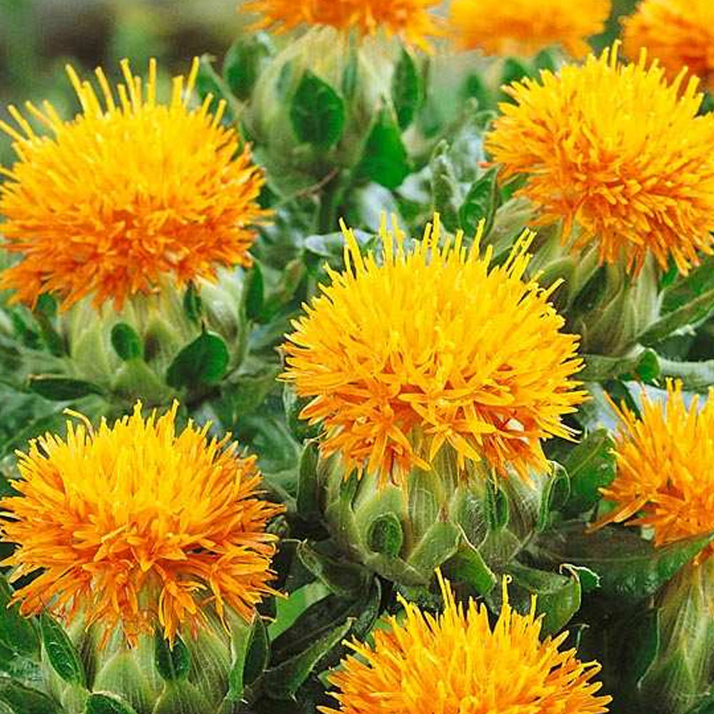 Seminte Sofranas 1.5g