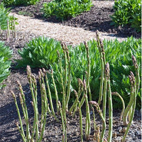 Thumbnail for Seminte Sparanghel Mary Washington 1g