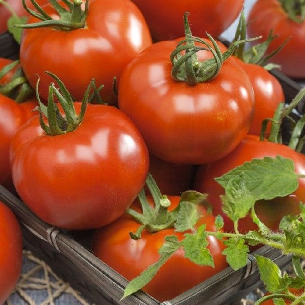 Seminte Tomate Elisabeta 0.6g