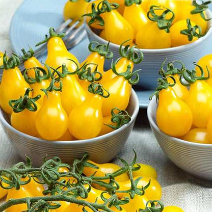 Seminte Tomate Yellow Pearshaped 0.5g