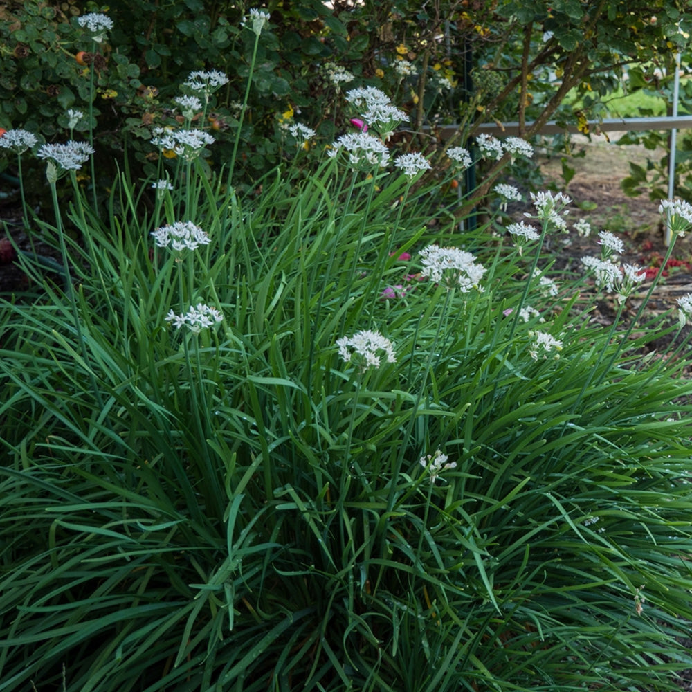 Seminte Usturoi de frunze 1g