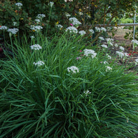 Thumbnail for Seminte Usturoi de frunze 1g