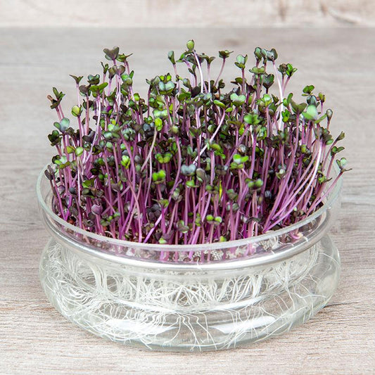 Seminte pentru germinat Varza rosie Bio 15g