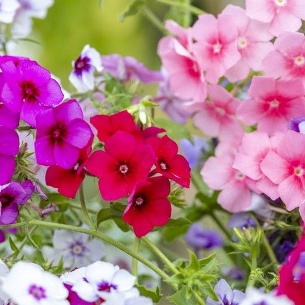 Seminte flori Scanteiuta-Brumarea (Phlox drummondii) mix 0.2g
