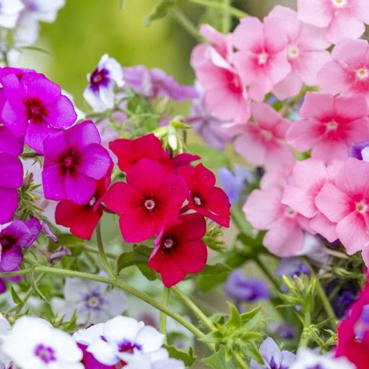 Seminte flori Scanteiuta-Brumarea (Phlox drummondii) mix 0.2g