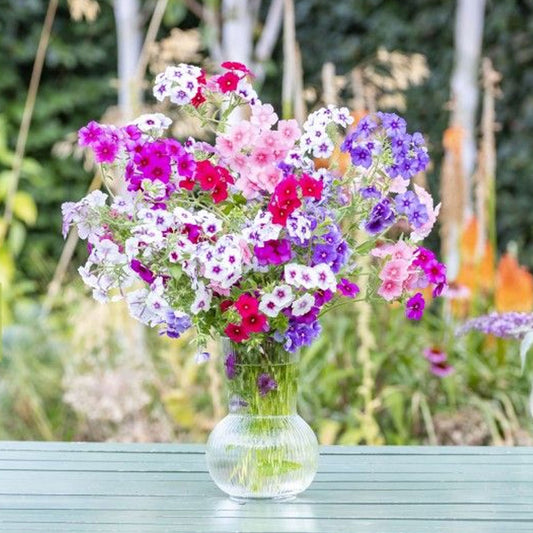 Seminte flori Scanteiuta-Brumarea (Phlox drummondii) mix 0.2g