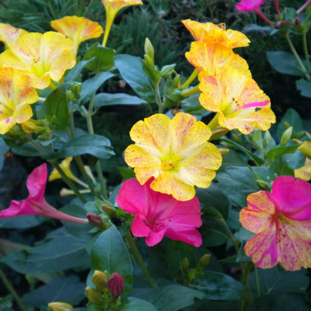 Seminte flori Noptite (Mirabilis jalapa) mix 3g