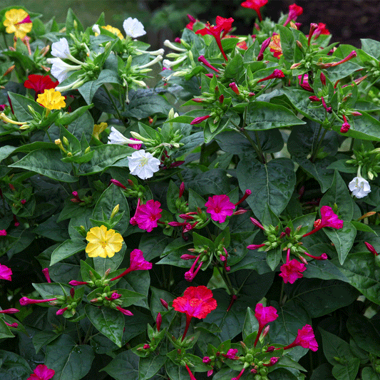 Seminte flori Noptite (Mirabilis jalapa) mix 3g