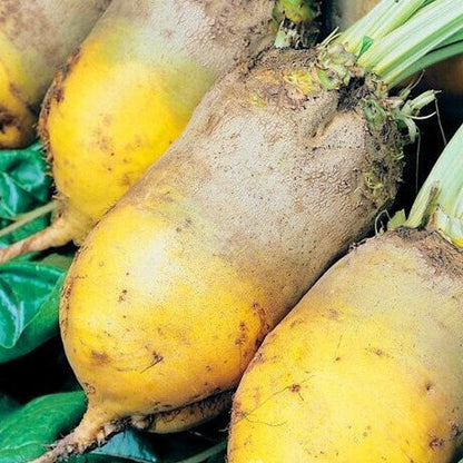 Seminte Sfecla Furajera Ursus Poly 50g