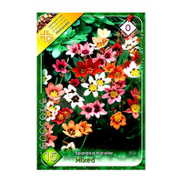Thumbnail for Bulbi Sparaxis Tricolor Mix 15 buc