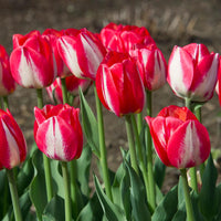 Thumbnail for Bulbi Lalele Spryng Break 7 buc